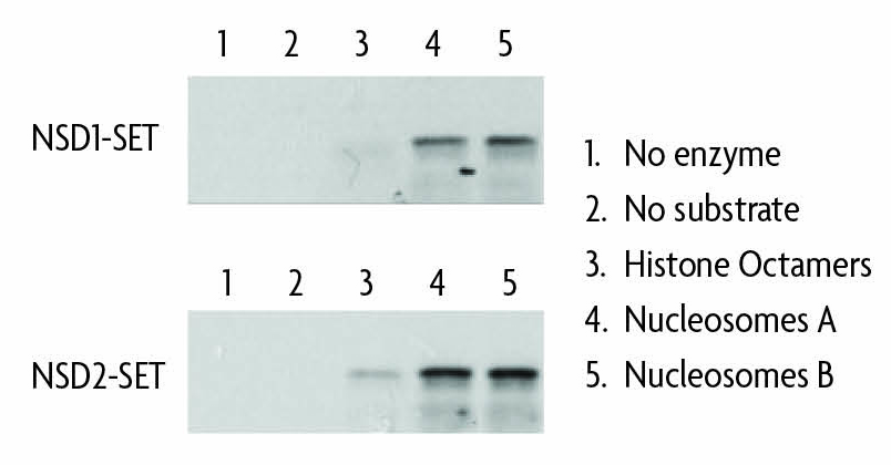 HMT activity assay comparing recombinant nucleosomes and histone octamers as substrates.